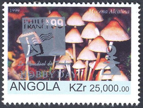 Welwitschia Mirabilis