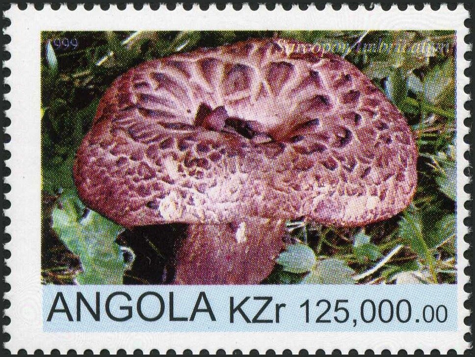 African Fish Eagle (Haliaeëtus vocifer)