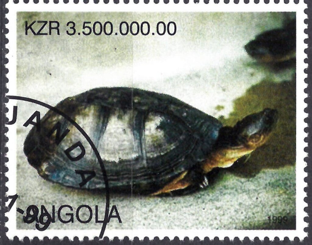 Southern African Hedgehog (Atelerix frontalis)