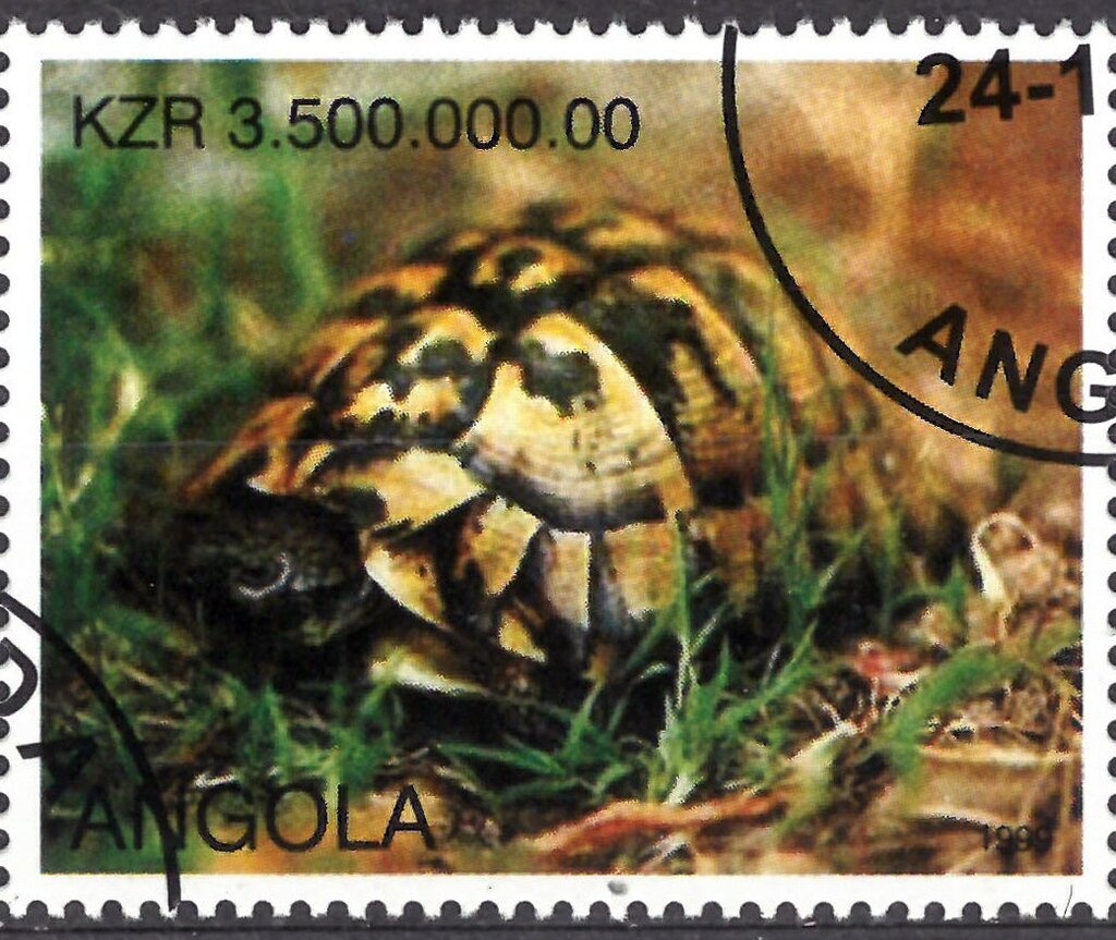 Assistencia-elephant