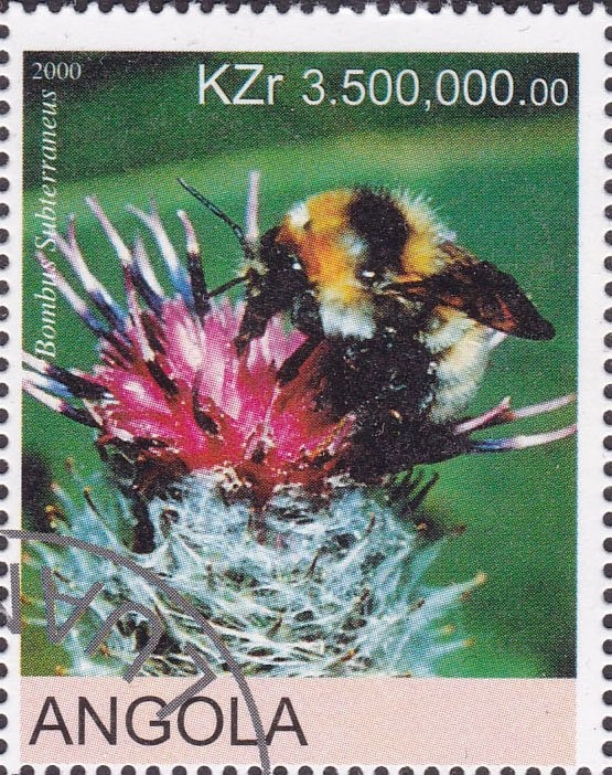 Flora and Fauna Mushrooms (Sarpocom Inbricatum)