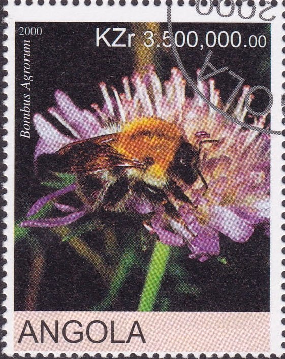 Angola Colobus (Colobus angolensis)