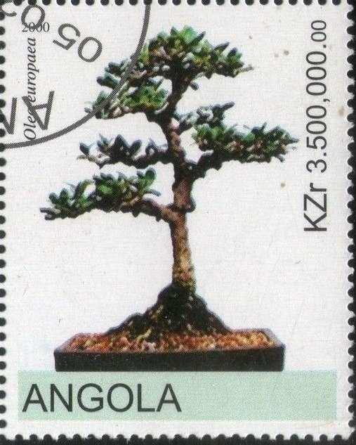 Boat Race at Sunset, Sandy Ground