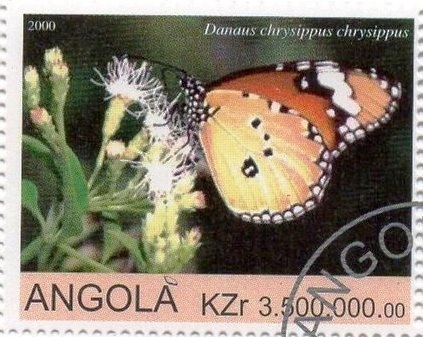 Yellow-bellied Hyliota (Hyliota flavigaster)