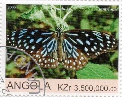 Purple Hairstreak (Favonius quercus)