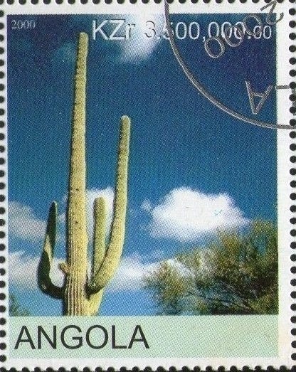 Allen's Swamp Monkey (Allenopithecus nigroviridis)