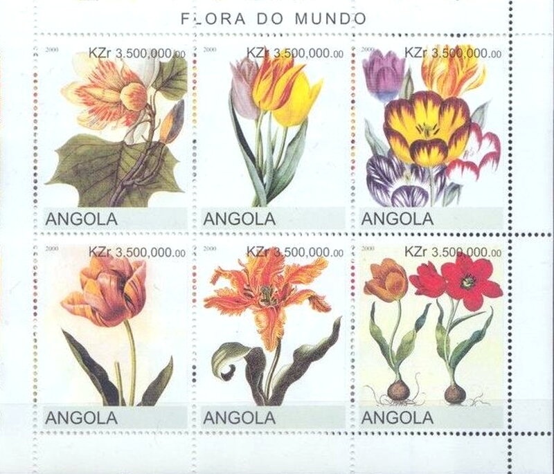 Green Sea Turtle (Chelonia mydas)