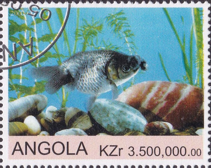 Honeycomb Cowfish (Acanthostracion polygonius)