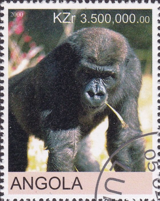 Red-tailed Monkey (Cercopithecus ascanius)