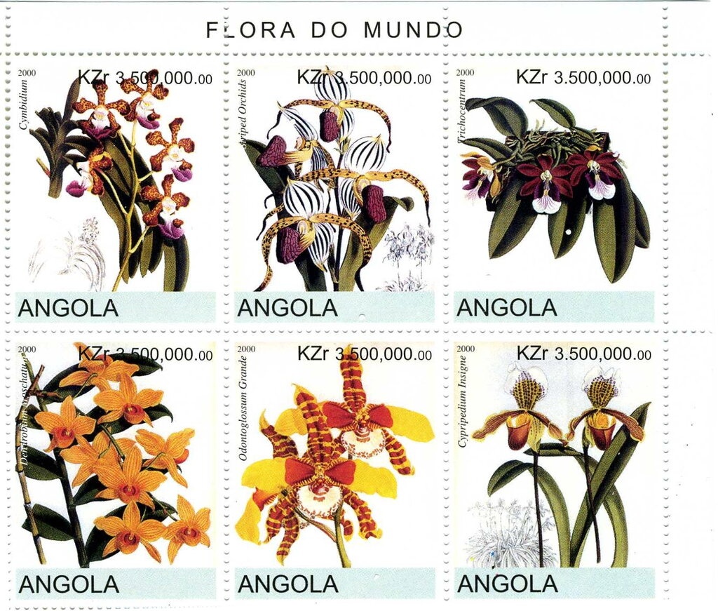 Green Sea Turtle (Chelonia mydas)