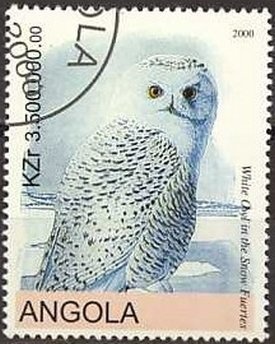 Nassau Grooper (Epinephelus striatus)