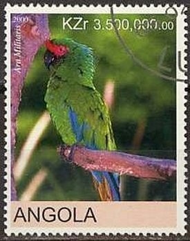 Brown Pelican (Pelecanus occidentalis)