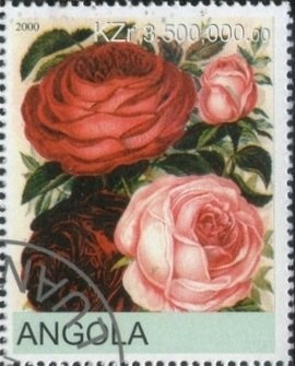 Angolan Giraffe (Giraffa camelopardalis angolensis)