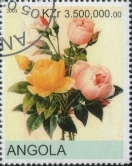 Great Ribbed Cockle (Cardium costatum)