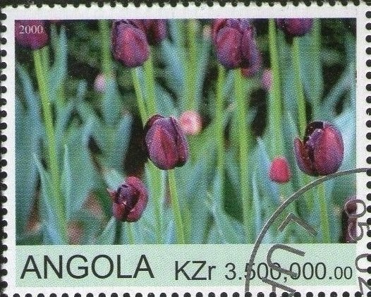 White-tailed Tropicbird (Phaethon lepturus) - Overprinted