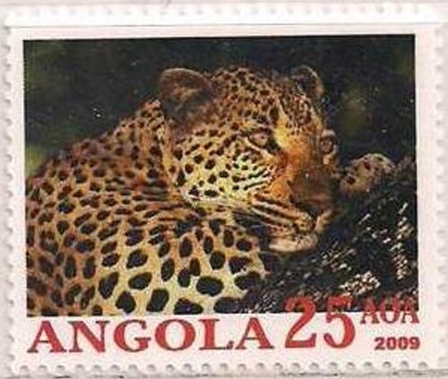 Brown Pelicans (Pelecanus occidentalis) - Overprinted