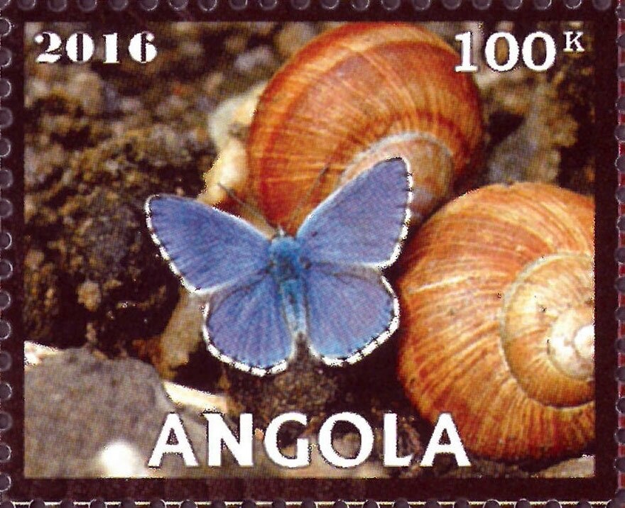 Southern Carmine Bee-eater (Merops nubicoides)