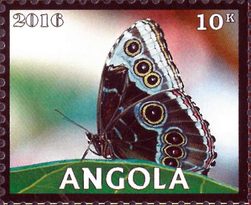 Southern Carmine Bee-eater (Merops nubicoides)