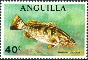 Orchids (Phalaenopsis schilleriana)