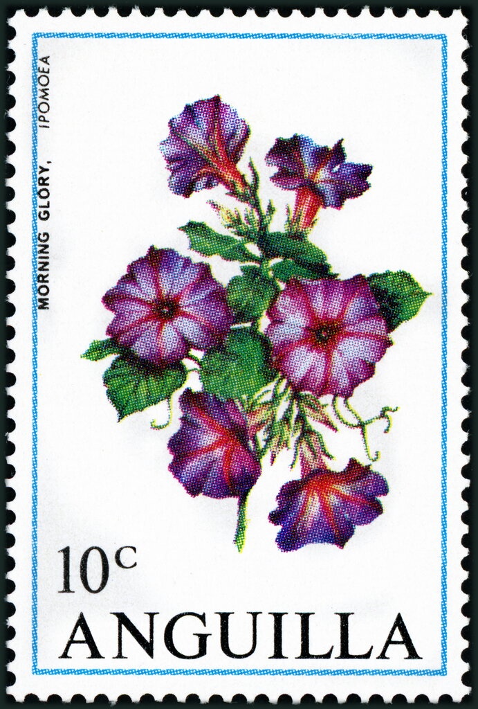 Aardvark (Orycteropus afer)