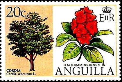 Audubon's Shearwater (Puffinus lherminieri) - Overprinted