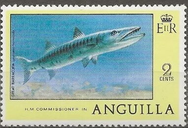 Black-necked Stilt (Himantopus mexicanus)