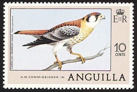 Orchids (Psychopsis papilio - Butterfly Orchid)