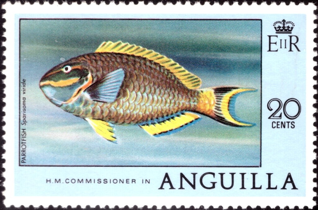 Ground Orchid (Tetramicra canaliculata) - Overprinted