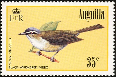 Blue Doctorfish (Acanthurus coeruleus)