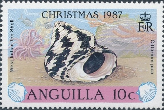 Orchid Tree (Bauhinia monandra)