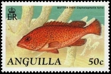 Anguilla Village and Holly