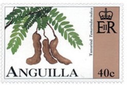 Bougainvillea (Bougainvillea spectabilis) - Overprinted