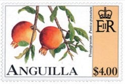 Fish/Separation Anniversary Booklet