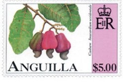 Orchid Tree (Bauhinia monandra)