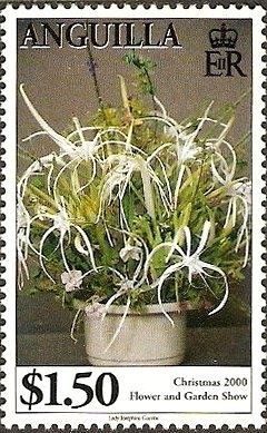 White-crowned Pigeon (Patagioenas leucocephala) - Optd