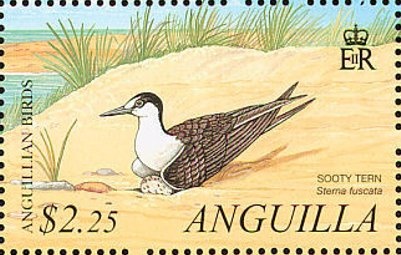 Lignum vitae (Guiacum officinale)