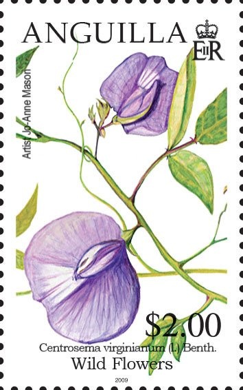 Caribbean Parakeet (Aratinga pertinax)