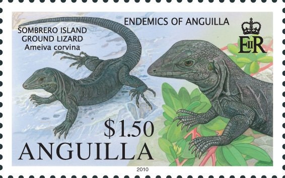 Ground Lizard (Pholidoscelis plei) (National animal)