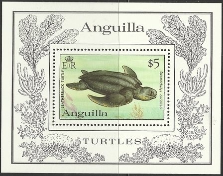 Common Pintail (Anas acuta)