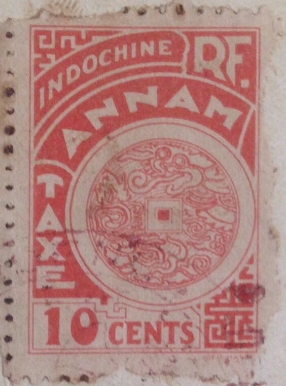 Cannonball Jellyfish (Stromolophus meleagris)