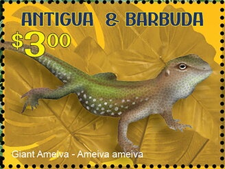 Swallow-tailed Kite (Elanoides forficatus)