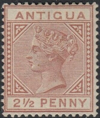 Brown Booby (Sula leucogaster)