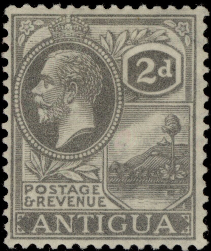 Lesser Antillean Iguana (Iguana delicatissima)