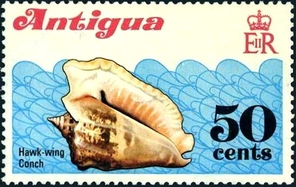 Rough Psathyrella (Psathyrella tuberculata)