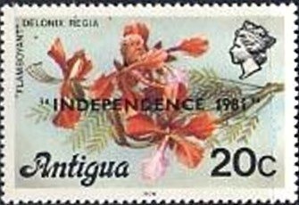 Flamboyant Tree (Delonix regia) - Overprinted