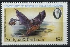 Yellow-headed Gecko (Gonatodes albogularis)