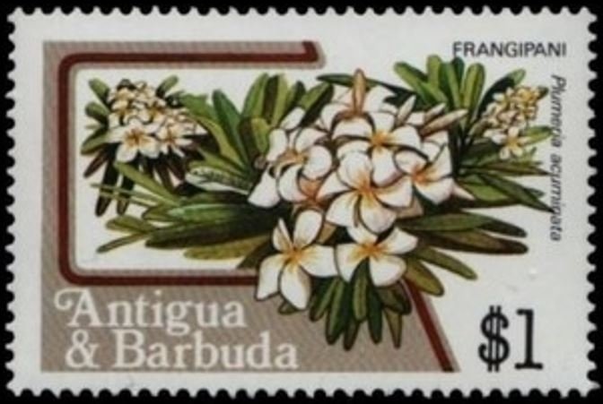 Rough Psathyrella (Psathyrella tuberculata)