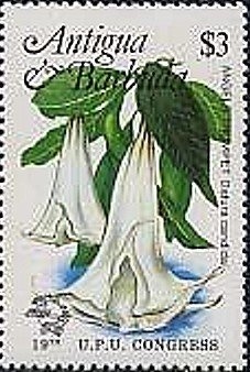 Magnificent Banded Fanworm (Sabellastarte magnifica)