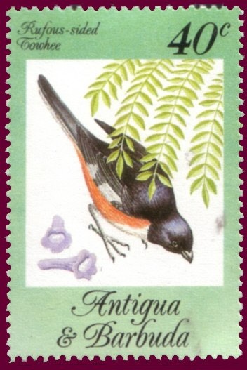 Yellow-breasted Chat (Icteria virens)