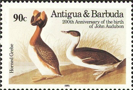 Ring-tailed Lemur (Lemur catta)